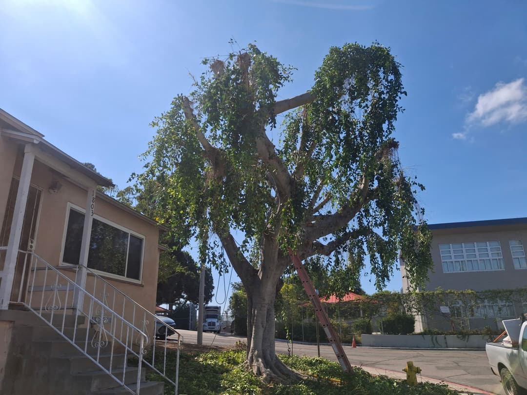 picture of a tree in a residential poway california neighborhood 
