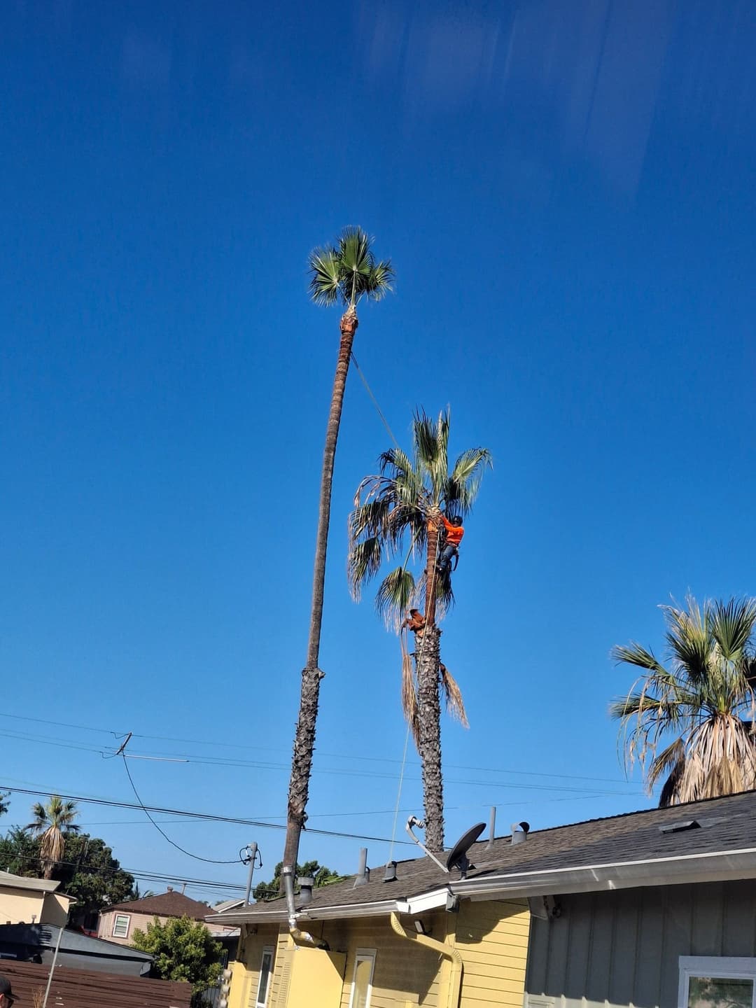picture of tree trimmers trimming trees in san diego california