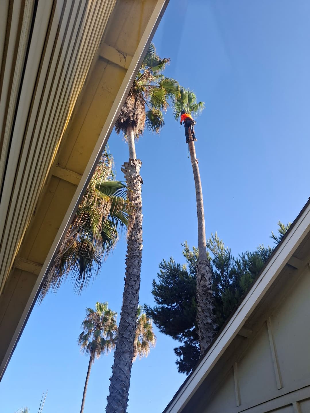 picture of a palm tree being trimmed in san diego california