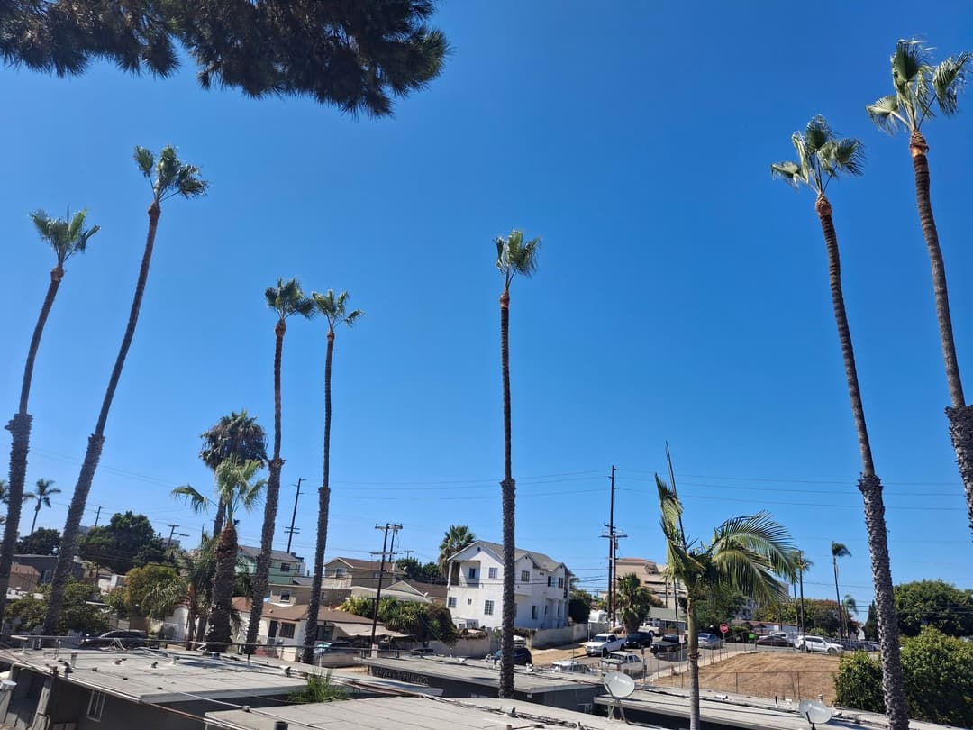 picture of trees professionally trimmed in poway california