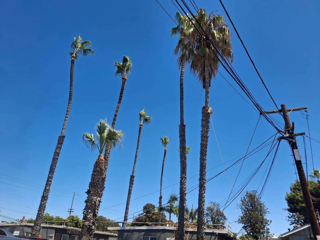 picture of trimmed trees in poway california 