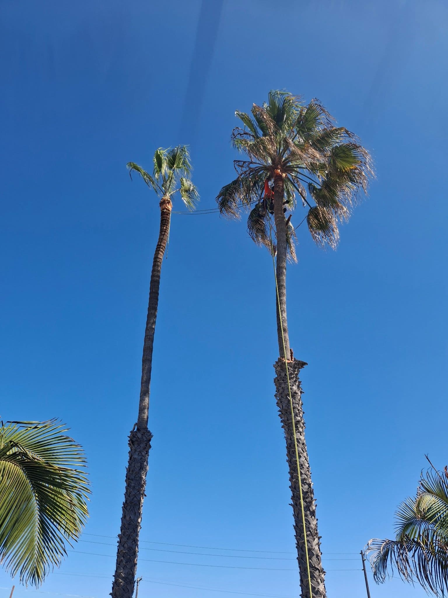 Picture of a ntrimmed palm tree in poway california