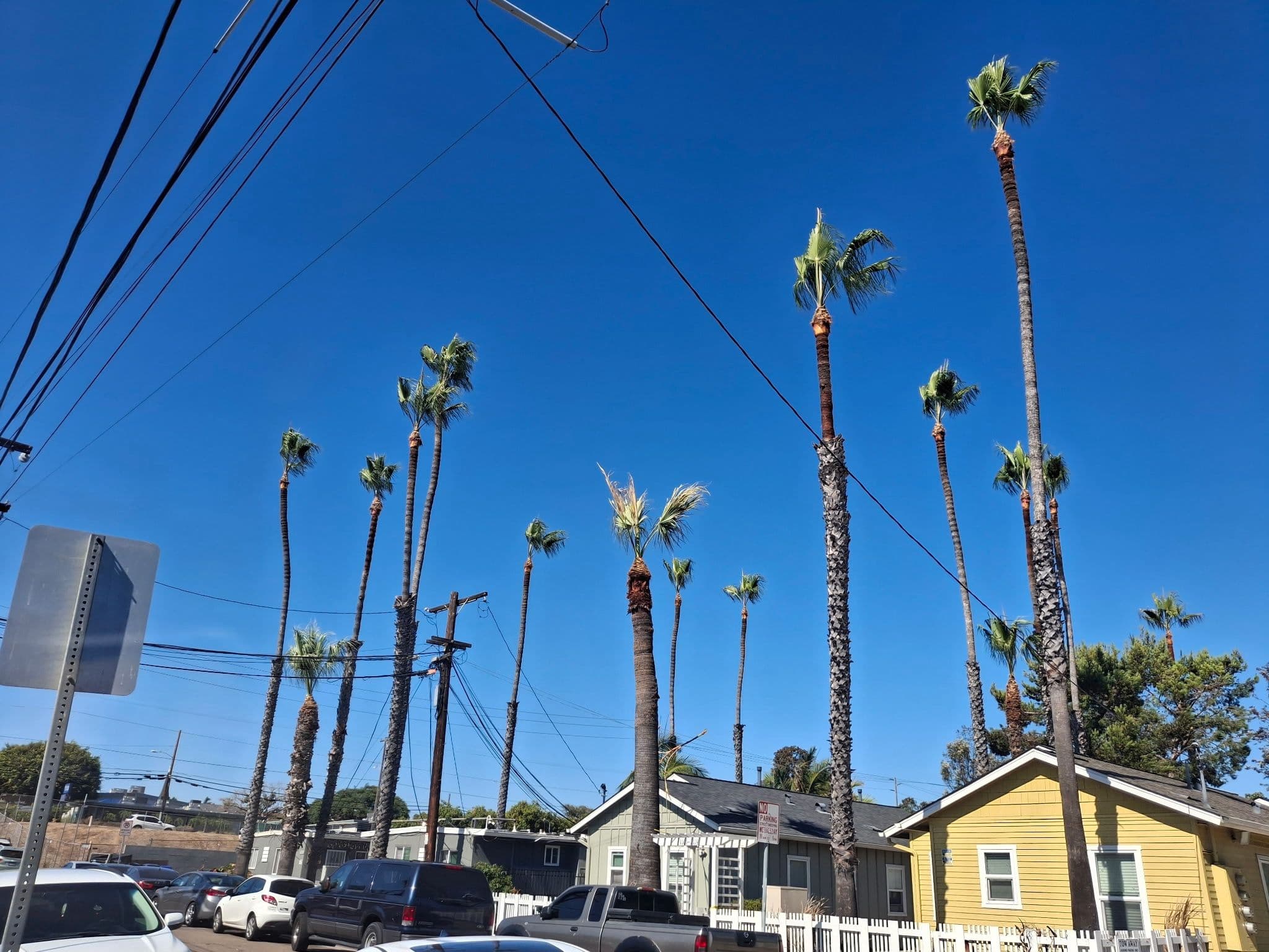 trimmed palmtrees in poway california